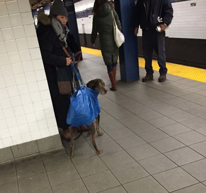 41 Funny And Strange Things Spotted On the Subway