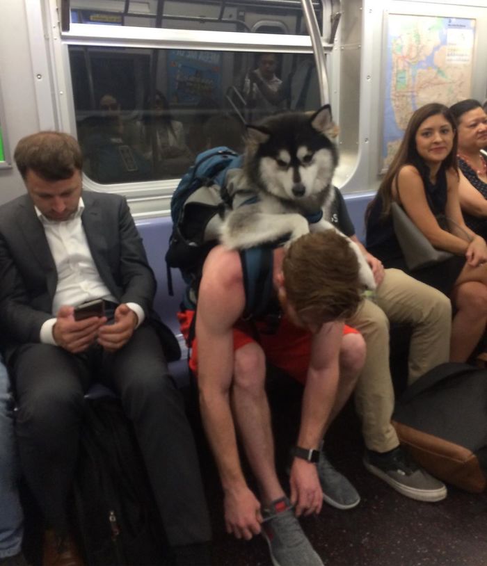 41 Funny And Strange Things Spotted On the Subway