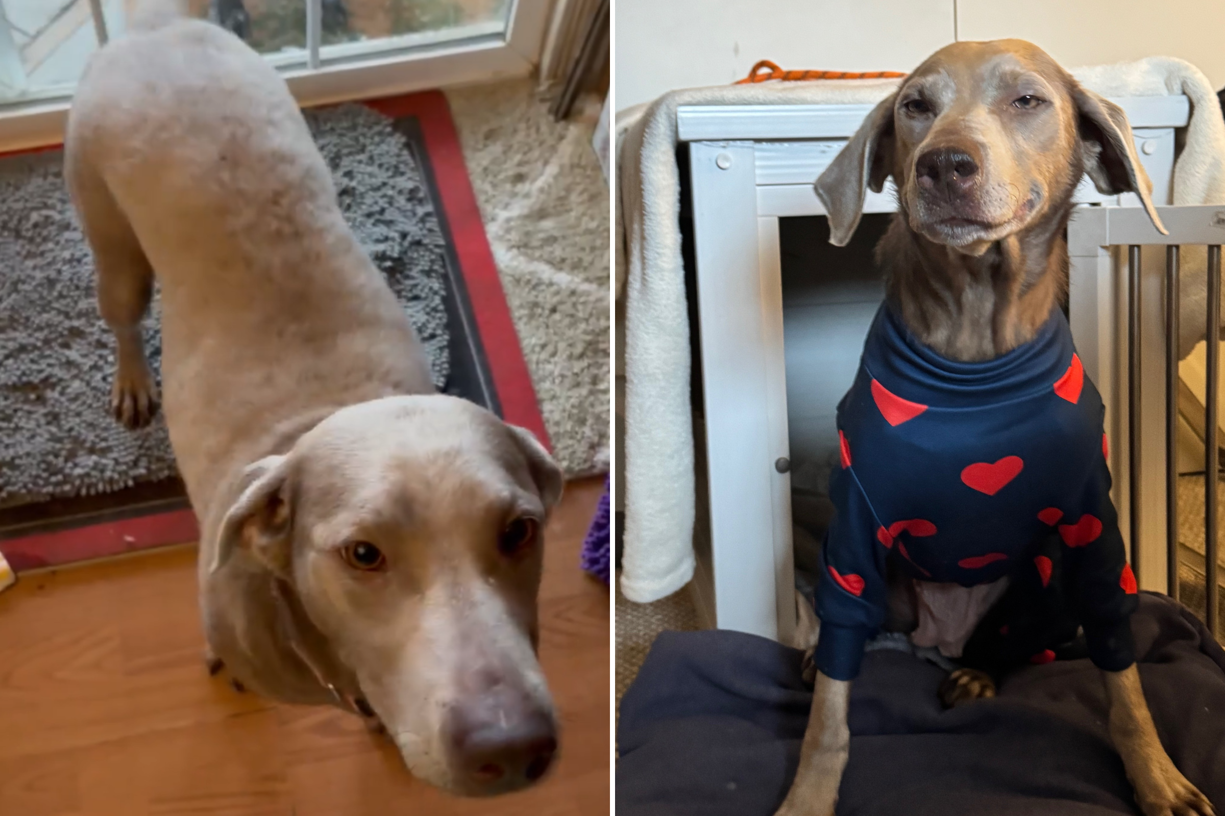 Shelter dog had just 48 hours left to live—then something amazing happened<br><br>