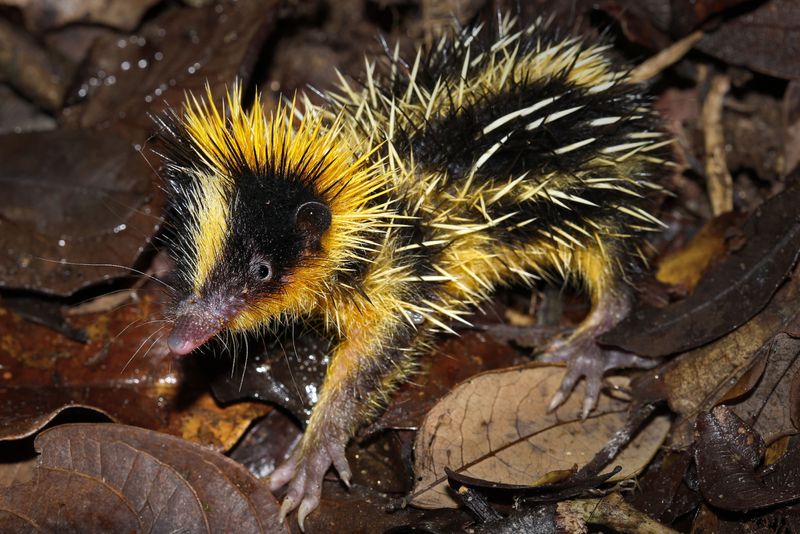 11 freaky animals that look like they are fantasy creations