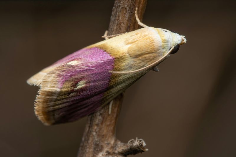11 freaky animals that look like they are fantasy creations
