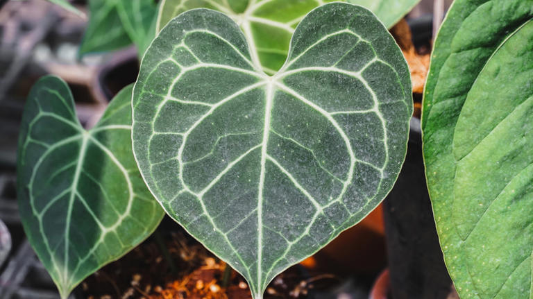 The slow-growing houseplant with dark foliage and stunning heart-shaped ...