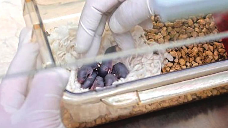 Space mouse experiment | अंतराळातून परतलेल्या उंदराने पृथ्वीवर दिला नऊ ...