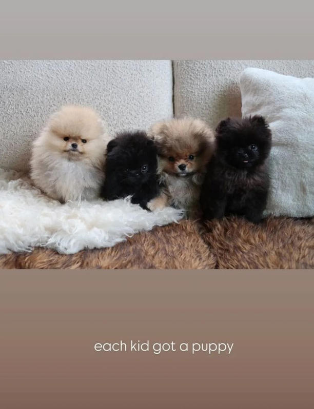 Kim Kardashian regaló cachorros Pomerania a sus cuatro hijos.