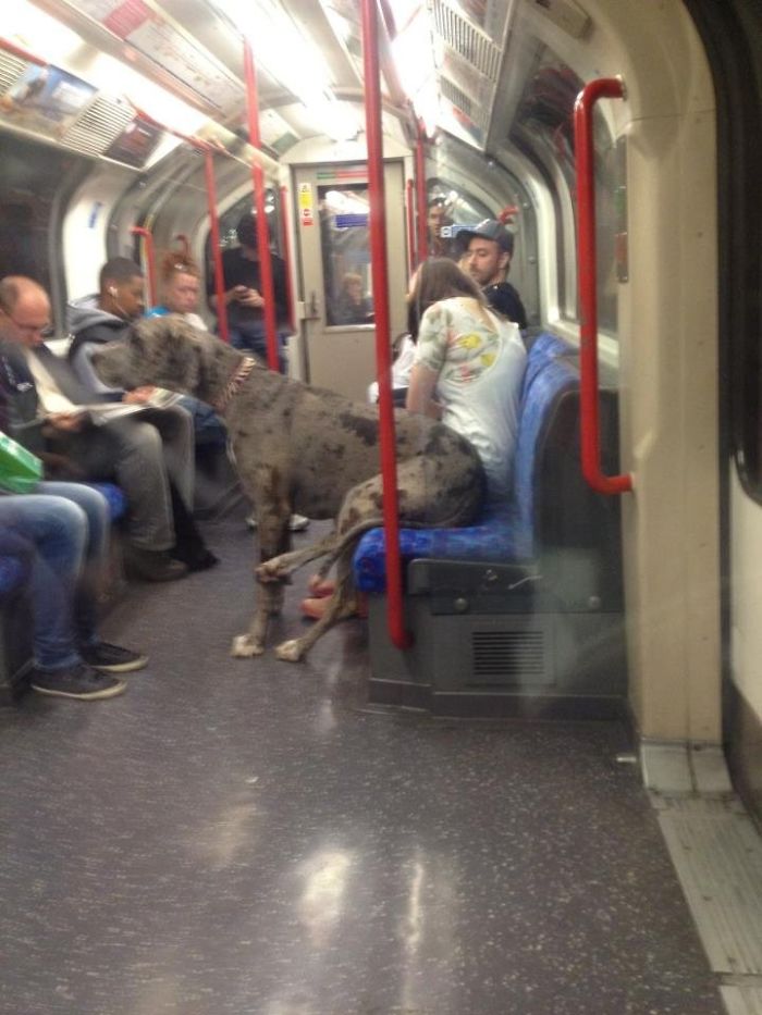 41 Funny And Strange Things Spotted On the Subway