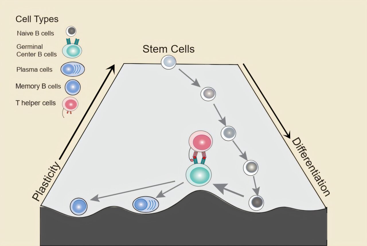 B cells temporarily regain stem-like flexibility, increasing risk of ...