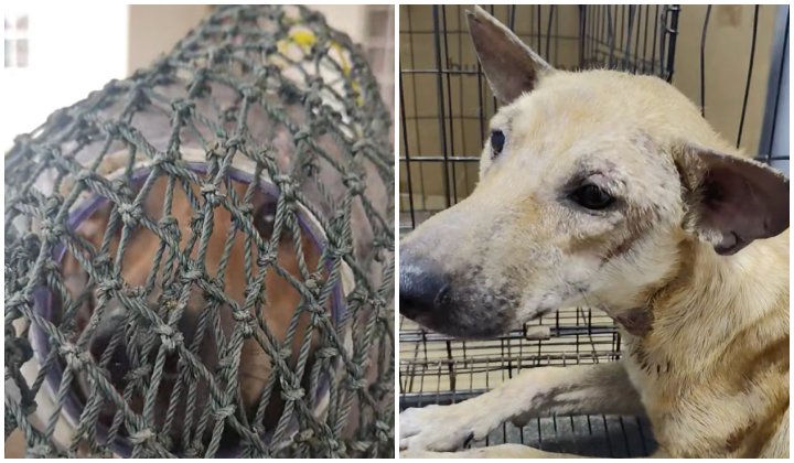 Animal rescuer leads team to save dog that got its head stuck in ...