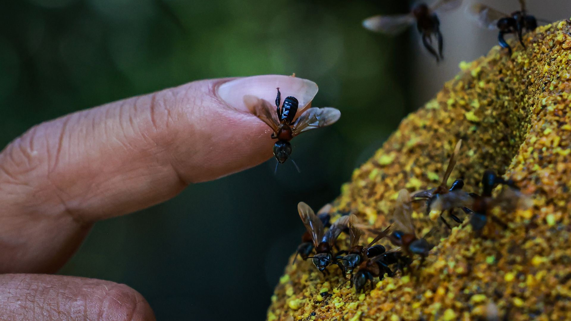 Stingless bees become world’s first insect to be granted legal rights ...