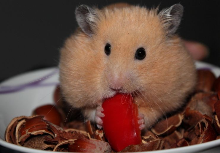 Tuduhan Penganiayaan Hamster Picu Penyelidikan Polisi Korea Selatan