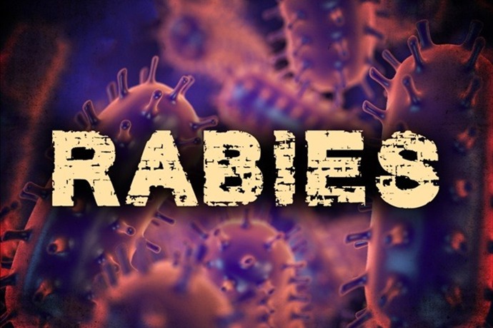Dead fox found north of Wimberley tests positive for rabies