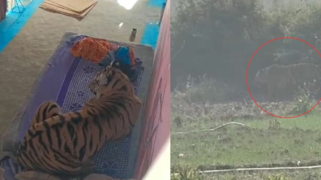 Tiger attack: యువ‌కుడికి పంచ్ ఇచ్చి.. ఇంట్లో మంచంపై కూర్చున్న‌ది ...