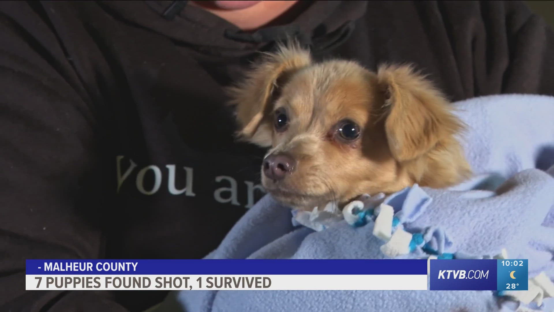 Puppy survives after six dogs found shot near Malheur Butte ...