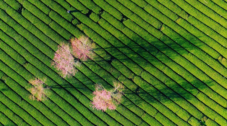 Mai anh đào vào mùa, Đà Lạt siết chuẩn dịch vụ đón khách nghỉ dưỡng