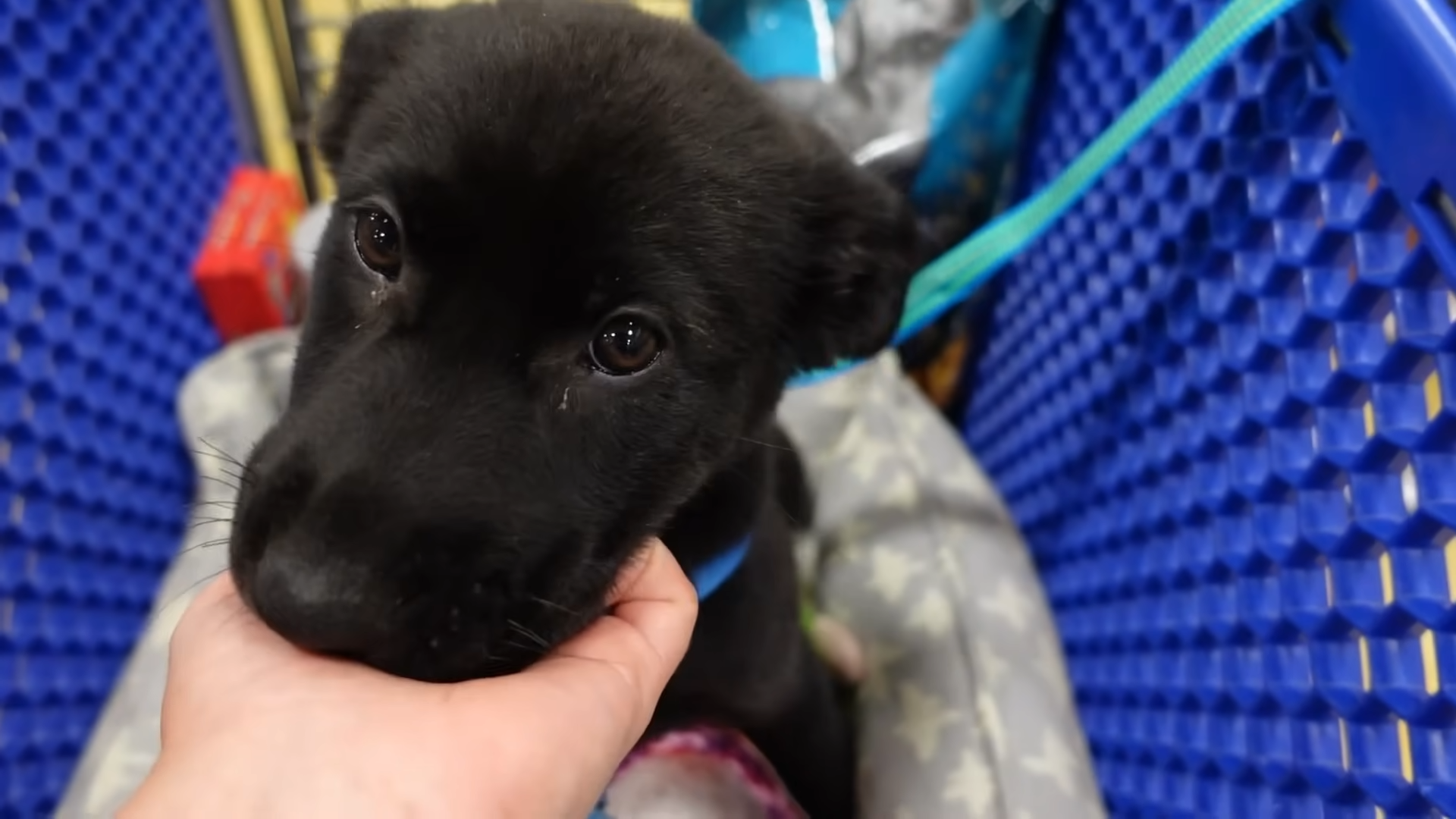 How one rescue turned a terrified puppy into a happy companion