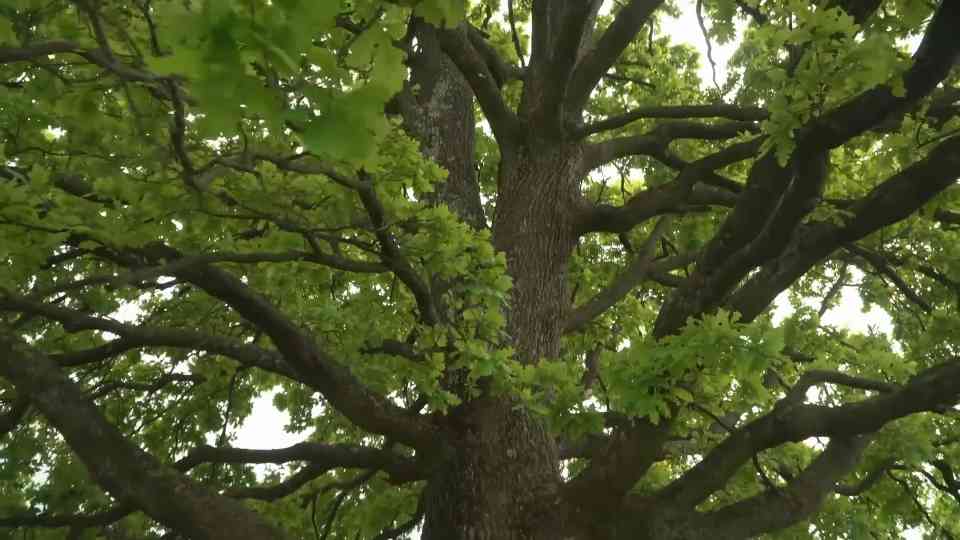 Which trees actually control their ecosystems?