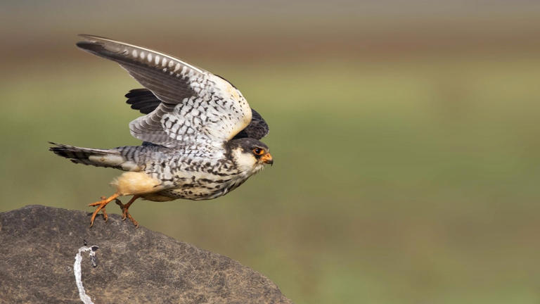 6,000 km in 6 days: 150-gram falcon bird from India shows navigational ...