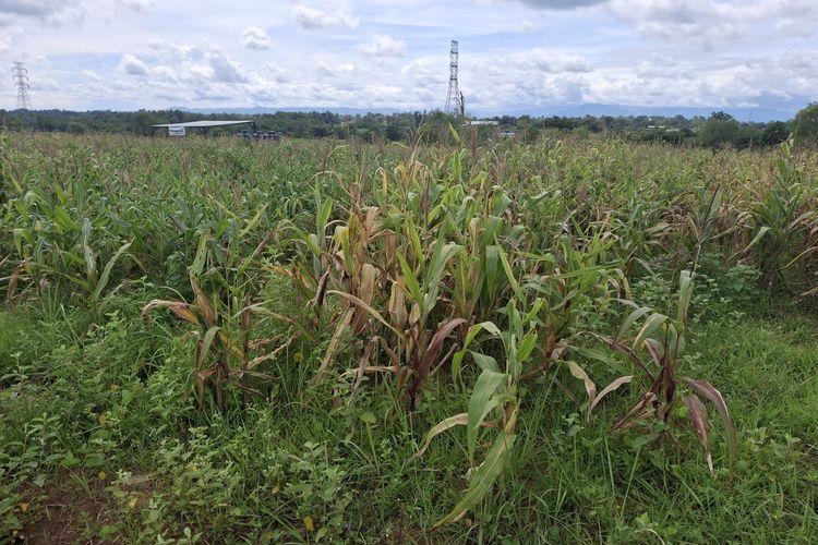 Benarkah Ladang Jagung Gibran di Tangerang Tak Berhasil?
