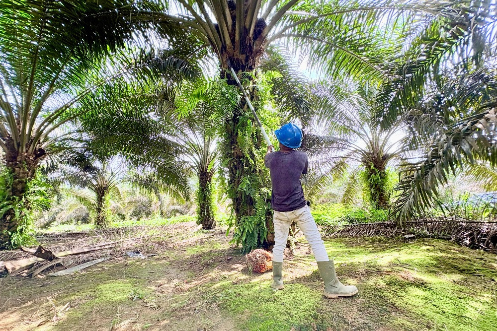 Kilau Cuan Saham Emiten TP Rachmat TAPG dan DRMA di Tahun 2025