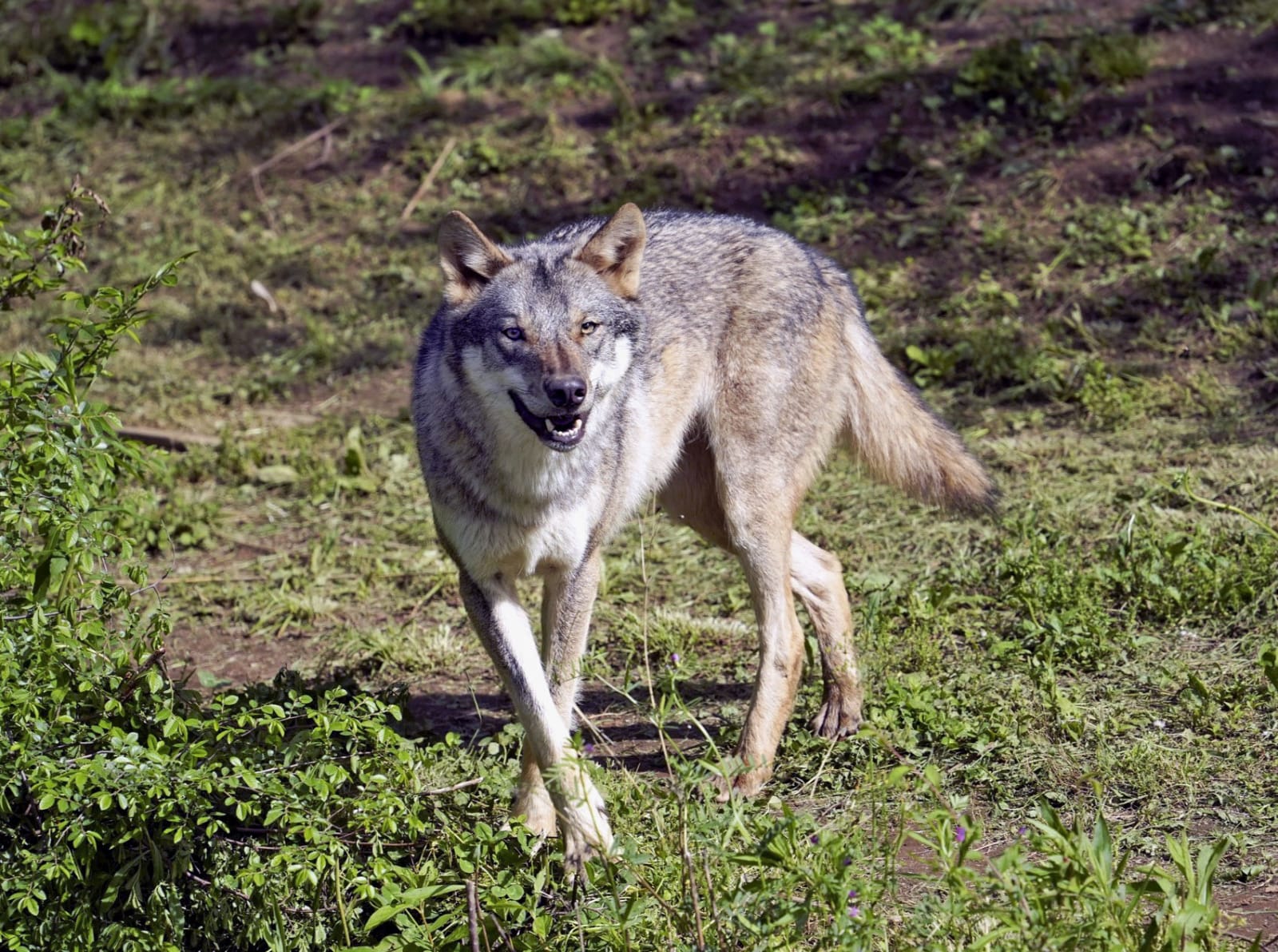 通常通り来月2日から開園 オオカミ脱走の多摩動物公園, image size:1600x1192