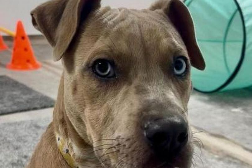 The adorable rescue dogs looking for their forever homes in Lancashire