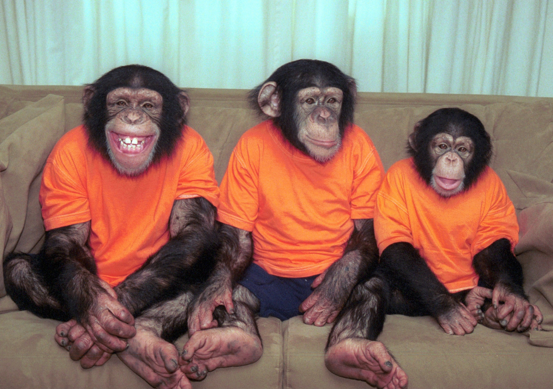Ces animaux capables de rire comme nous