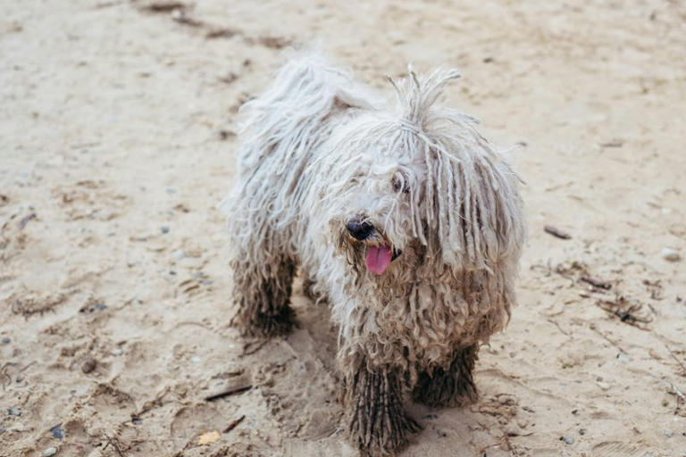 Dog DNA is still evolving - 11 breed influences you didn't know could ...