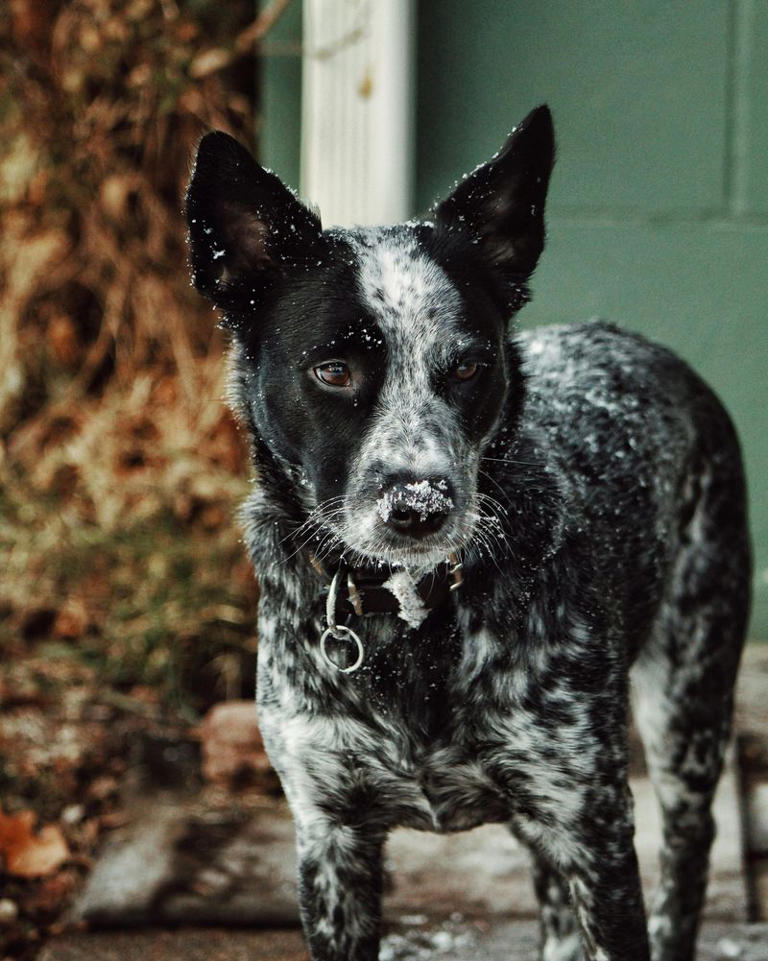 Dog DNA is still evolving - 11 breed influences you didn't know could ...