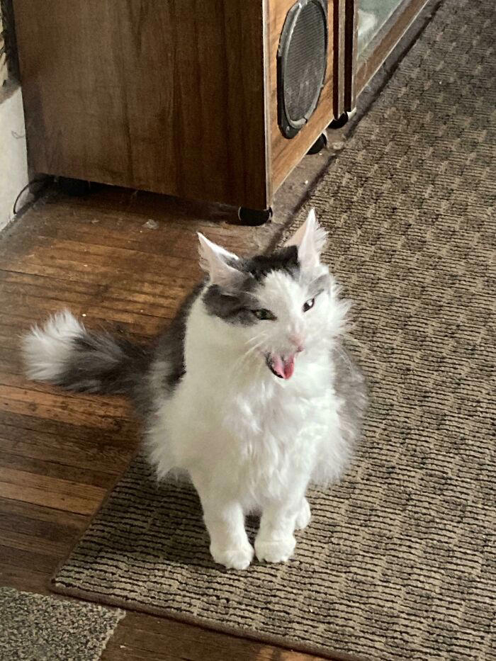 There’s a group where people share pics of cats meowing so loud you can ...