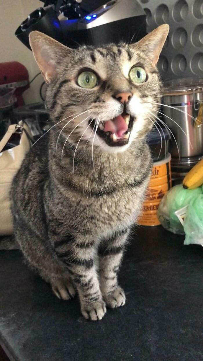 There’s a group where people share pics of cats meowing so loud you can ...