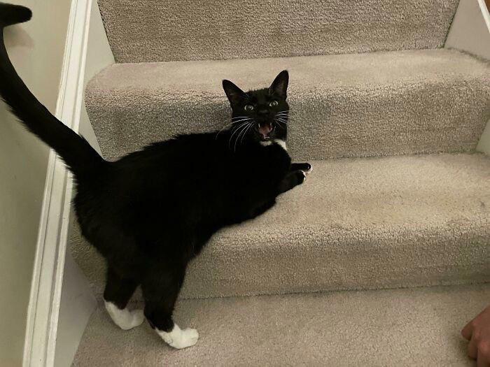 There’s a group where people share pics of cats meowing so loud you can ...