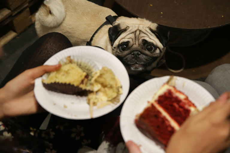 I fed my dog vegan kibble for a year. Why the switch is now permanent.