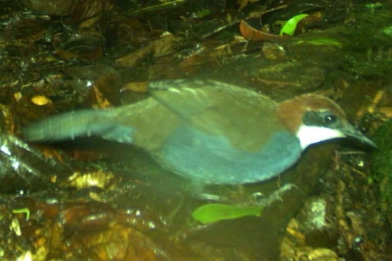 New species of jewel-babbler from Papua New Guinea may be endangered