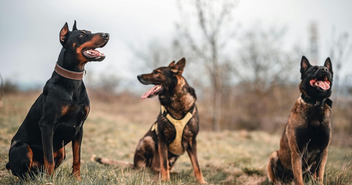 15 guard dog breeds that are protective without being unmanageable