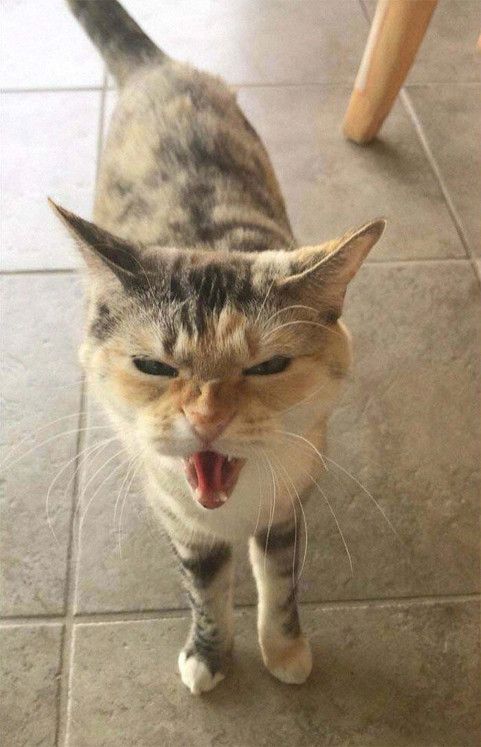 There’s a group where people share pics of cats meowing so loud you can ...