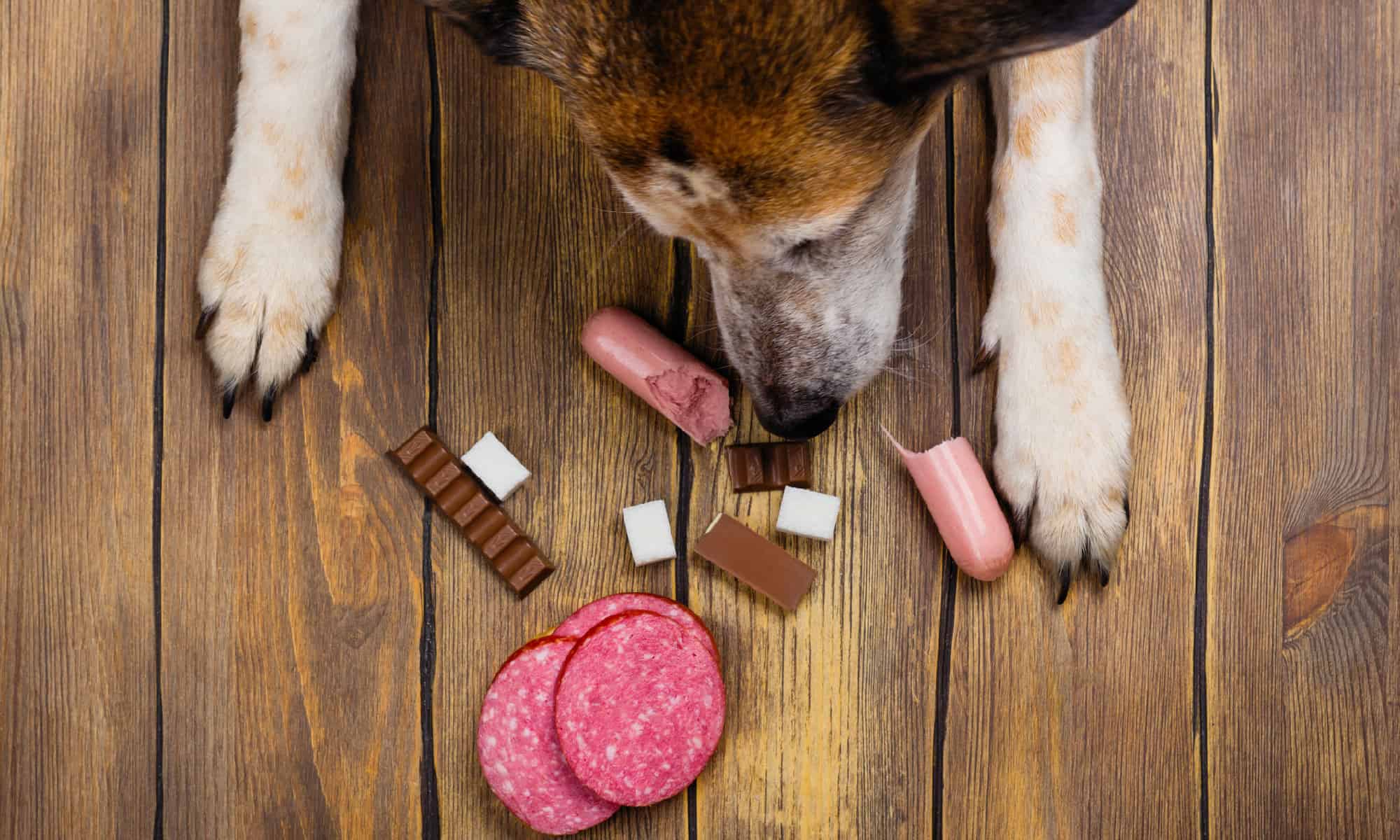 Curated visual reference: Gallery Detail: These Are The Rare Animals That Can Eat Chocolate