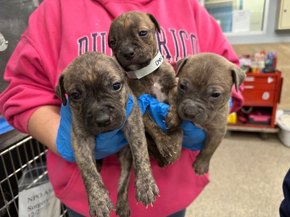 Puppies rescued from parking garage day after Christmas: Pennsylvania SPCA