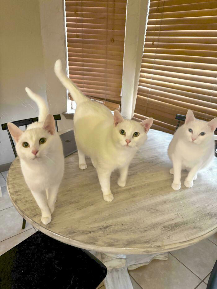 59 times cats formed suspicious groups and definitely knew something we ...