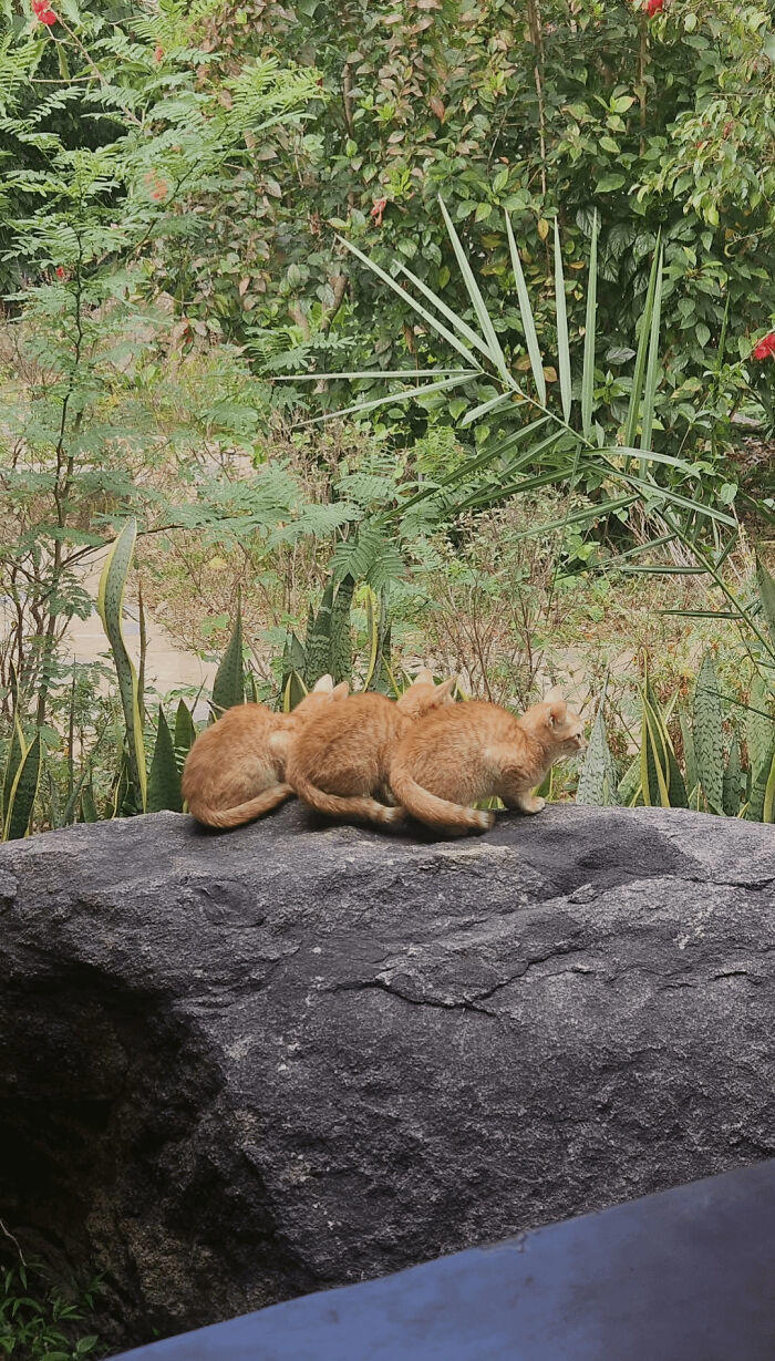 59 times cats formed suspicious groups and definitely knew something we ...