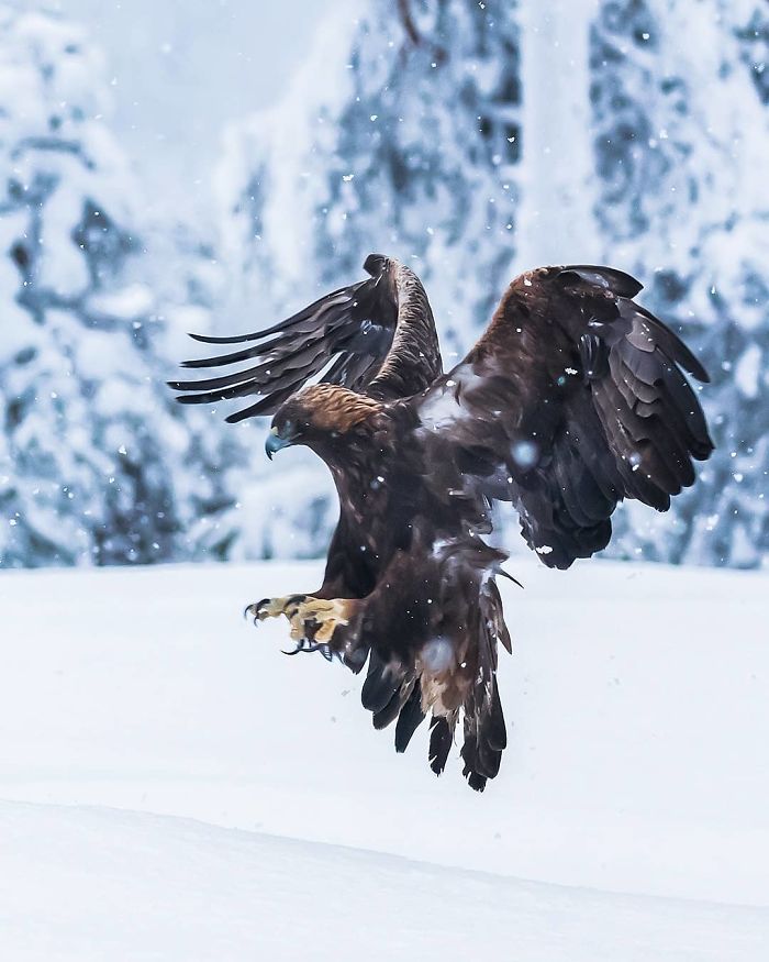 Finnish Photographer Snaps Animals In Their Raw Moments (30 New Pics)