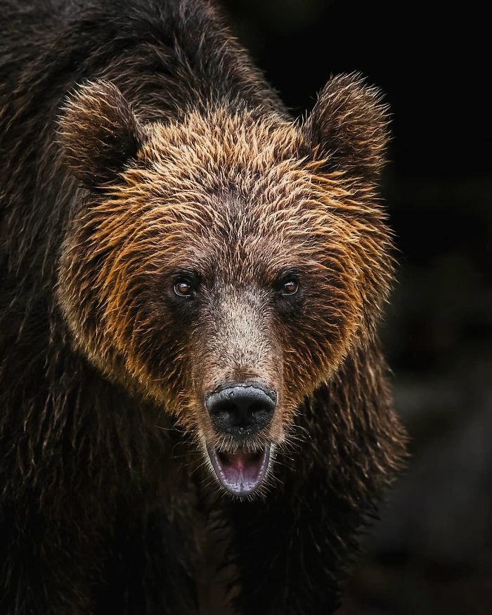 Finnish Photographer Snaps Animals In Their Raw Moments (30 New Pics)