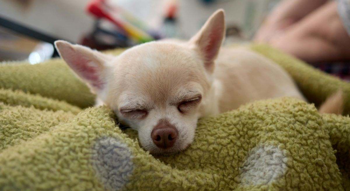 Expertos en animales advierten a todos los que tengan perros: Estas ...
