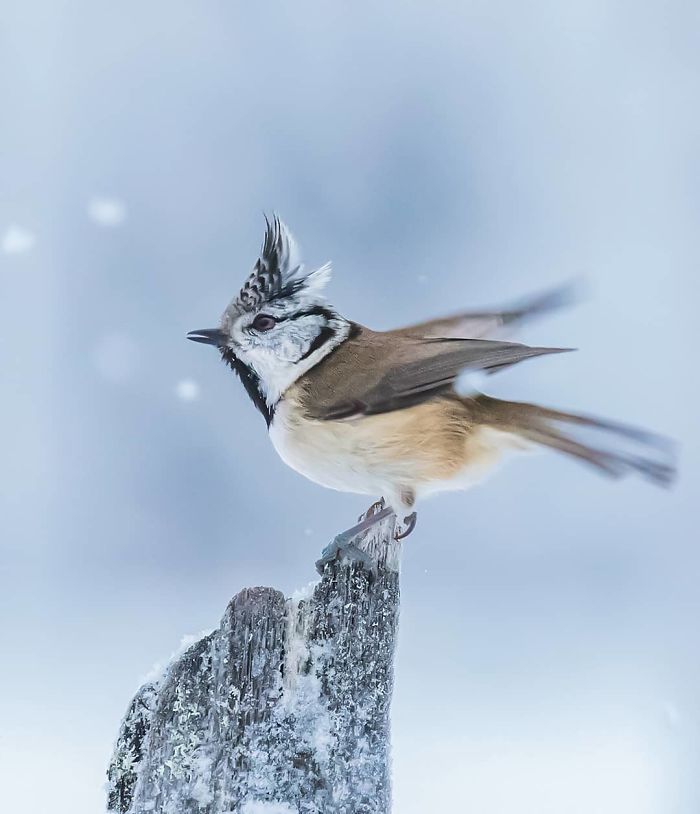 Finnish Photographer Snaps Animals In Their Raw Moments (30 New Pics)