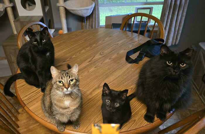 59 times cats formed suspicious groups and definitely knew something we ...