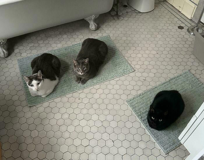 59 times cats formed suspicious groups and definitely knew something we ...
