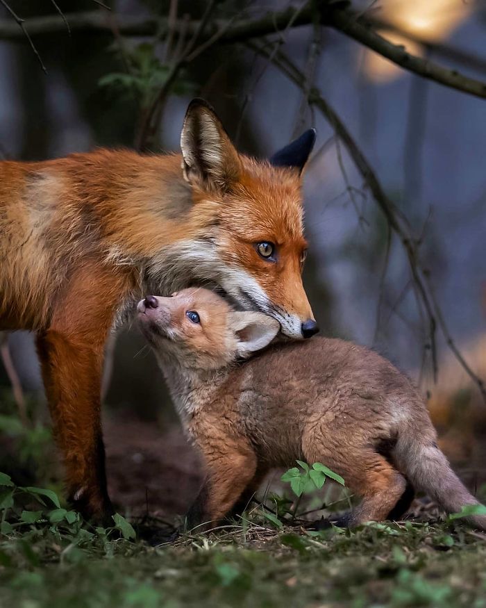 Finnish Photographer Snaps Animals In Their Raw Moments (30 New Pics)