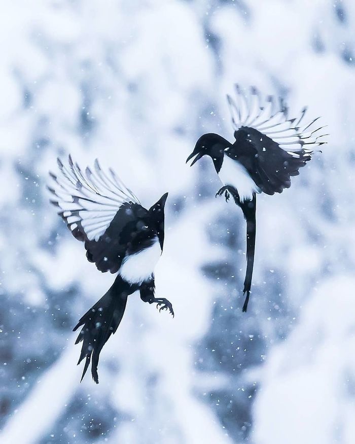 Finnish Photographer Snaps Animals In Their Raw Moments (30 New Pics)