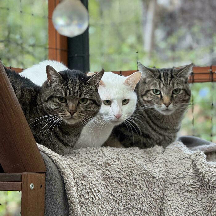 59 times cats formed suspicious groups and definitely knew something we ...