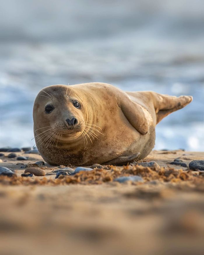 Finnish Photographer Snaps Animals In Their Raw Moments (30 New Pics)