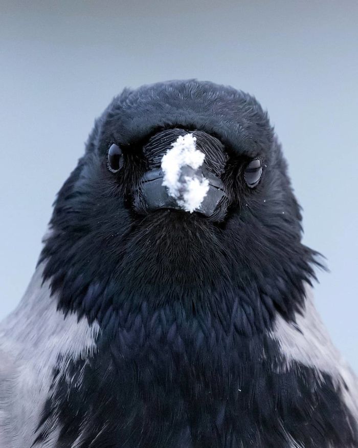 Finnish Photographer Snaps Animals In Their Raw Moments (30 New Pics)