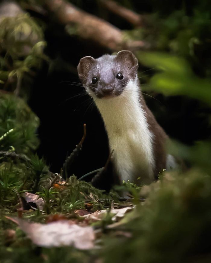 Finnish Photographer Snaps Animals In Their Raw Moments (30 New Pics)
